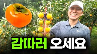 미친 감 수확량 ㅣ 3천콘티 수확하기