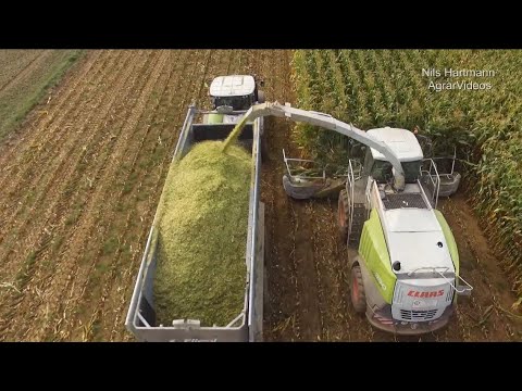 2x Claas Jaguar 950 bei der Maisernte 2019