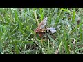 Cicada Killer Wasp Attacking Cicada in Beach Haven, NJ