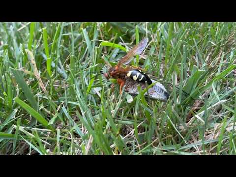 Cicada Killer Wasp Attacking Cicada in Beach Haven, NJ
