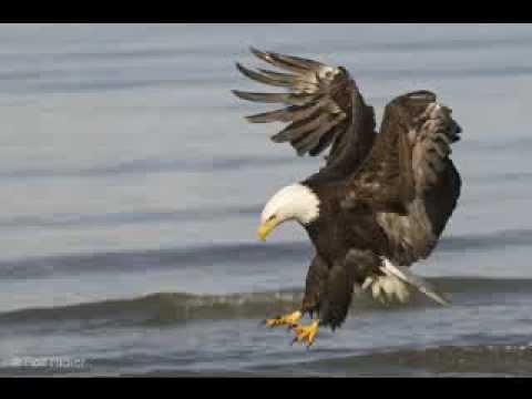 Páll Rósinkranz, Mockingbird.