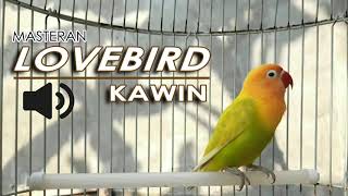 Download lagu PANCINGAN BIRAHI LOVEBIRD KAWIN (SUARA) 1 JAM NONSTOP mp3