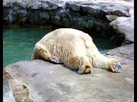 Nie spać by Voo Voo