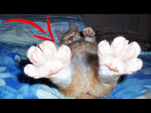 トップ10 奇妙な猫の行動を解説 (Top 10 Weird CAT BEHAVIORS Explained)