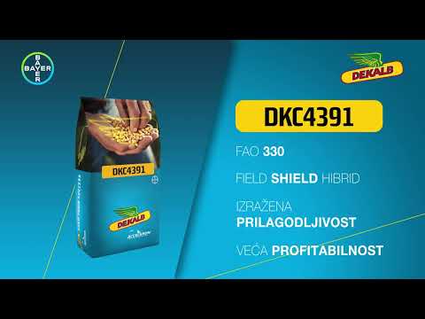 Dekalb DKC4391 - Rani favorit!
