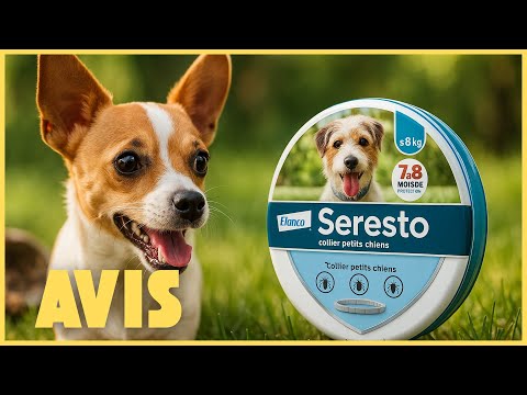 Collier Seresto petit chien : mon test après 6 semaines