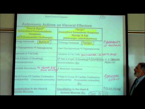 AUTONOMIC NERVOUS SYSTEM; PART 2 by Professor Fink.wmv