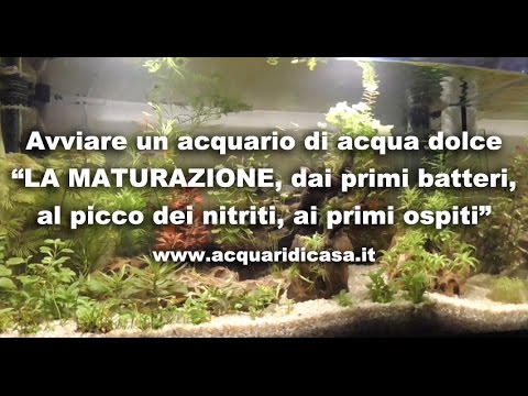 Erbe da vermi per adulti In pesce asciugato ci sono parassiti