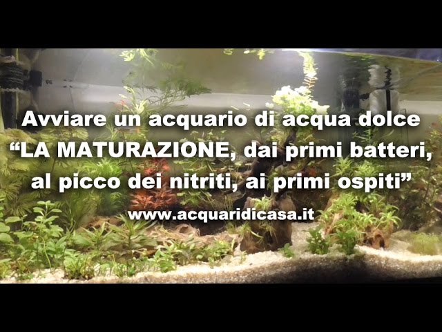 Avviare un acquario di acqua dolce "LA MATURAZIONE, primi batteri, picco dei nitriti, primi ospiti"