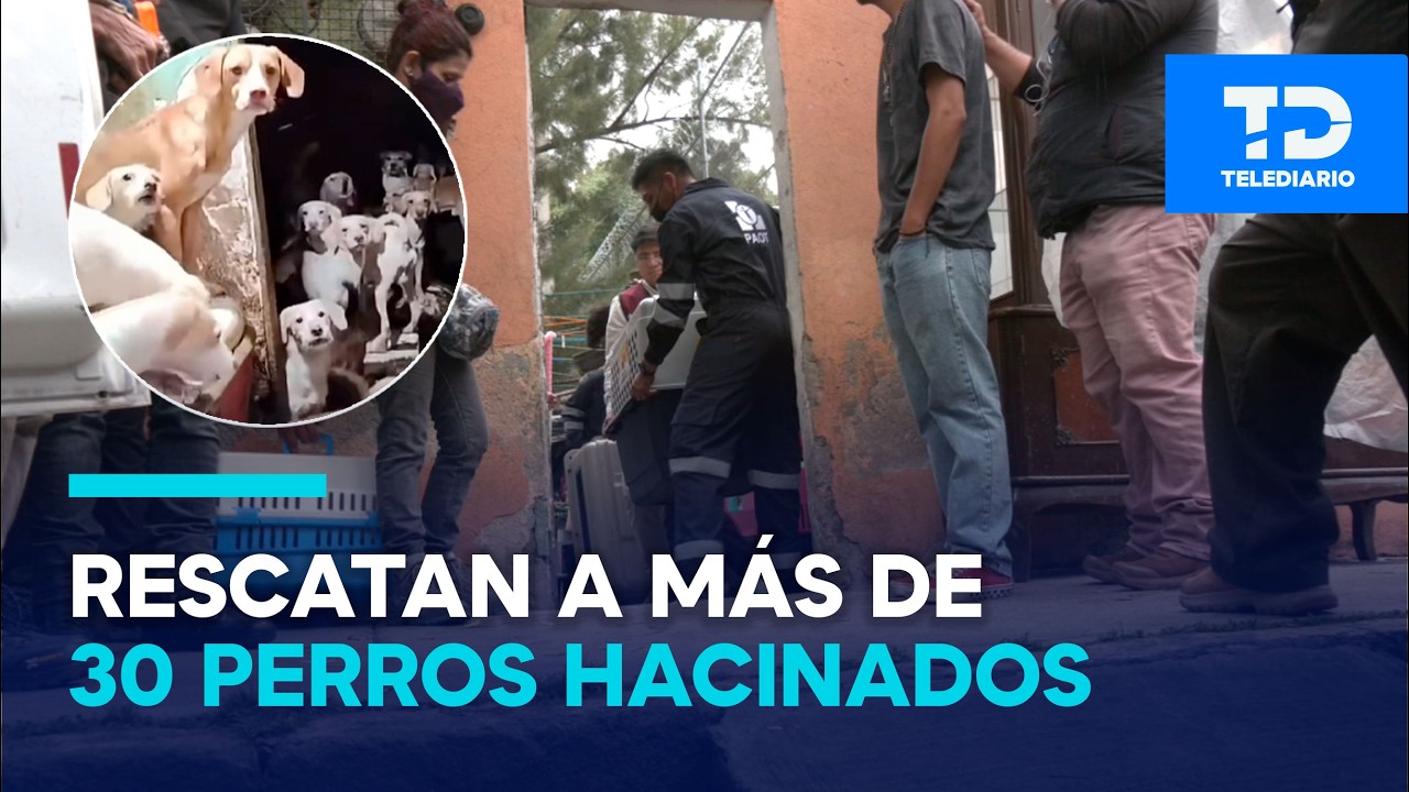 Operativo en Iztapalapa permite rescatar a más de 30 perros en hacinamiento