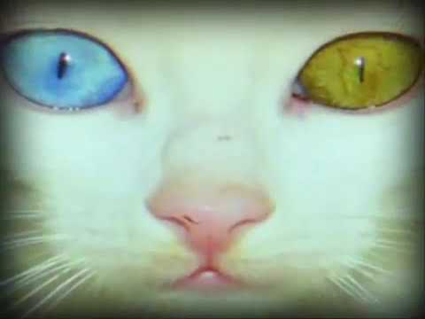Sabías qué? Los ojos del gato- EL RONRONEO DE LOS JUEVES