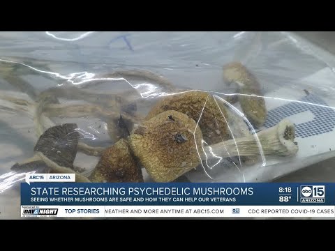 Arizona looks to possible health benefits of psychedelic mushrooms