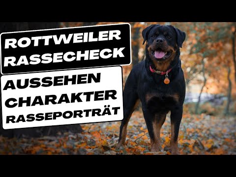 Rottweiler Rasseportrait, Rassecheck, Aussehen, Charakter