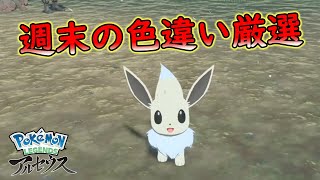 【レジェンズ アルセウス】週末の色違い厳選まったりと【ゲーム実況】