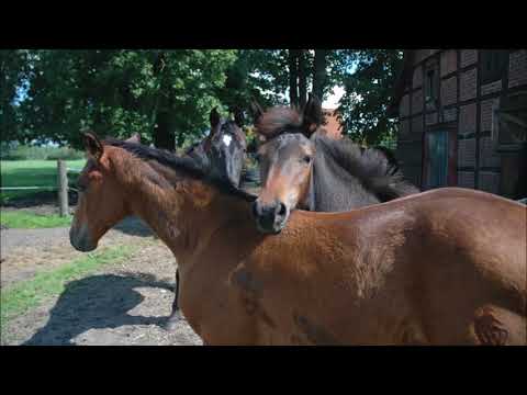 Alice á la Bee Fohlen 2017 von A la Carte x For Contest