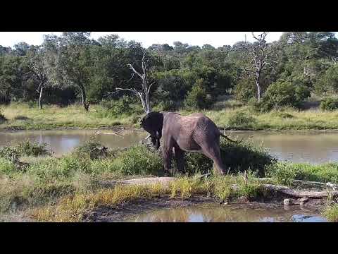 Djuma: Lone Elephant bull - 15:56 - 03/23/20