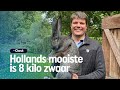 Vlaamse Reus: Bram fokt de beste van Nederland | RTV Oost