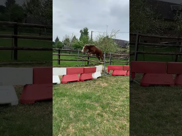 Merrie Welsh Pony (Section D), Welsh Cob  Te koop 2023 Vos