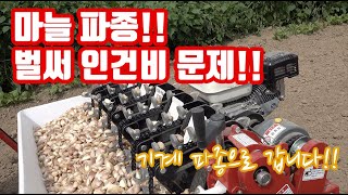 올해 마늘 새로운 방법으로 정식!!! 기계 파종!!! 그리고 마늘 종주 침지는 필수!!!