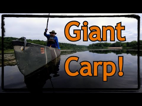 Finding Giant Carp with a GoPro