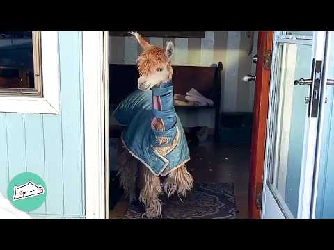 Woman Brings Home A Baby Alpaca And Gives Her Own Room | Cuddle Buddies