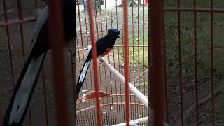 Download lagu Murai Muda Hutan Gacor #muraibatu mp3 Download lagu Murai Muda Hutan Gacor #muraibatu mp3