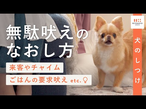犬の無駄吠えを防ぐためのヒント