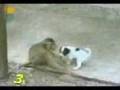 Singe
