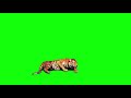 Green Screen Tiger Bale Video