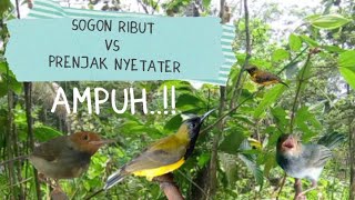 Download lagu Suara Pikat Sogon Vs Prenjak Nyetater Paling Ribut mp3 Download lagu Suara Pikat Sogon Vs Prenjak Nyetater Paling Ribut mp3