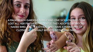 VIDEO:  The Guagliardo family cares for their featherless naked lovebirds.