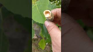 Why did Adam and Eve sew fig leaves together to make girdles and cover their reproductive parts?