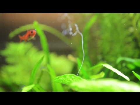 Anubia pinto y Oxigeno