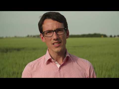 Saaten-Union: Feldtag in Böhnshausen 2019 | Wie kriegen wir noch Rohprotein in den Weizen