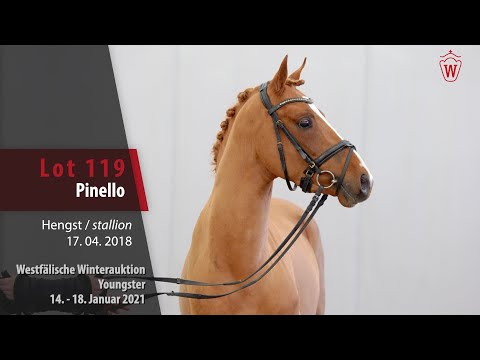 Winterauktion Youngster Lot 119 Pinello Hengst v. Pinocchio S.W. -   Oosteinds Ricky