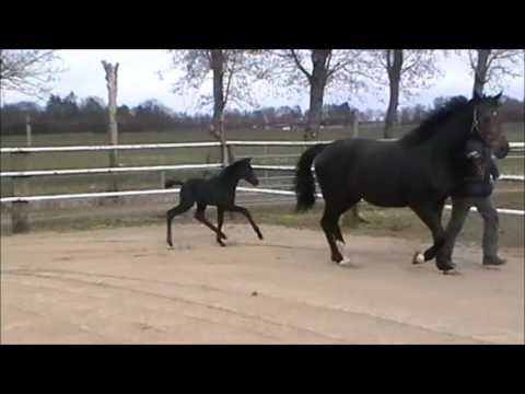 Stutfohlen v. Diatendro - Corlensky G - Contendro