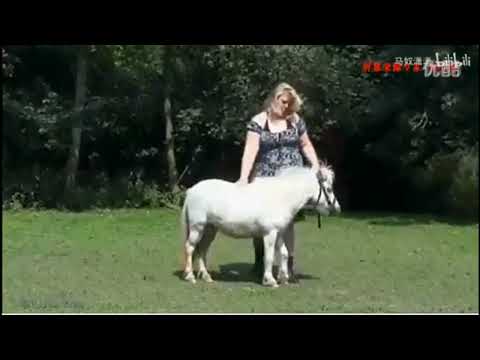 Big lady small pony riding