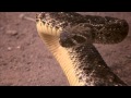 Billy Jack Snake Bite Ceremony (in 1080p HD) BILLY JACK Classic Clips