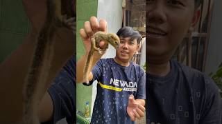 Download lagu Got a Baby Squirrel in Front of the House #squirrel #sugerglider #coconut squirrel #pets #pets #vlog mp3