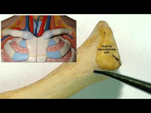 Osteologia obojczyka