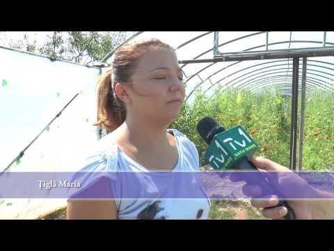 Ţiglă Maria, Roşiori - Proiect Achiziţie Utilaje pentru Cultura Afini Finantat prin GAL Somes-Codru