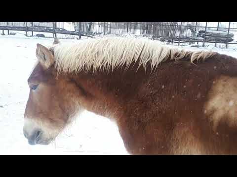 Manji de 1 an , la ora mesei, seara- Herghelia Fitero