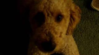 Harley,A Cute, Funny Dog [No Sleep Tonight- Faders]