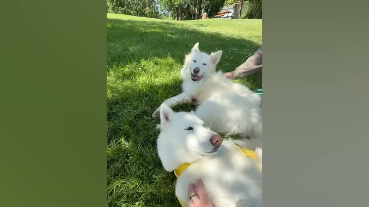 Enlarge Max the Tripaw, a ADOPTABLE mixed breed in Vancouver, BC video 5/6