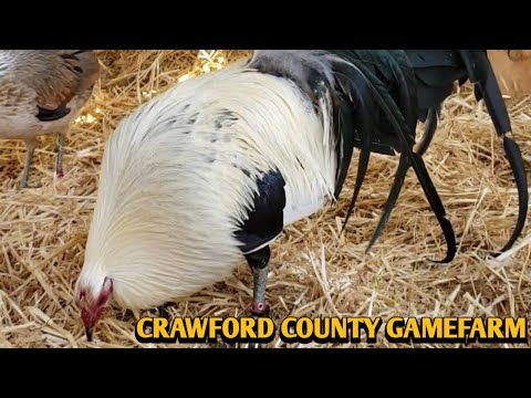 Greys Brownred Asil - CRAWFORD COUNTY FARM