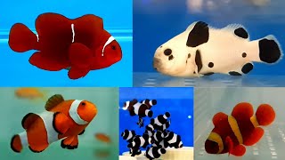 15 Clown Fish Types at MB Marine Fish Shop