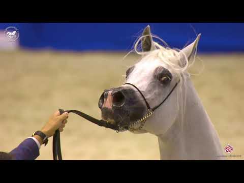 N 154 EXCALIBUR EA   Dubai Arabian Horse Show 2020   Stallions 7 9 Years Old Class 13