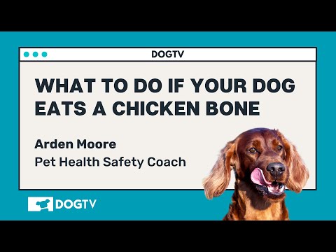 YouTube video about: Can dogs eat cooked chicken bones?