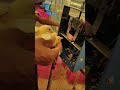 Amazing Bird S Shorts Layerfarming Poultryfarming