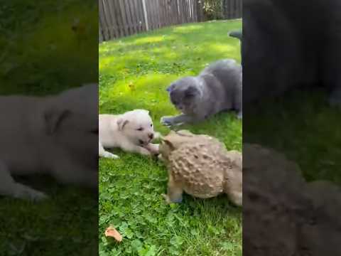 Giant Toad Grabs Puppy — Brave Cat Saves Him! 😼🐶🔥 #animals #catrescue #viral